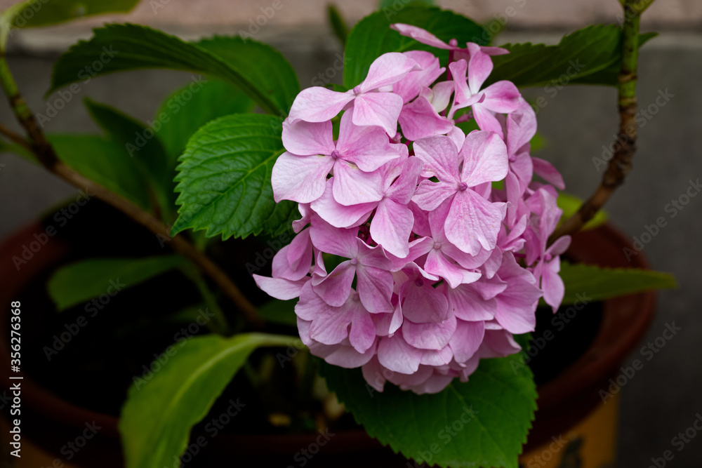 Pink flowers of Hydrangea macrophylla plant in a garden. A flowering plant in family Hydrangeaceae, native to Japan, and widely cultivated in many parts of the world. Pink flowers of Hydrangea macrophylla plant in a garden. A flowering plant in family Hydrangeaceae, native to Japan, and widely cultivated in many parts of the world.