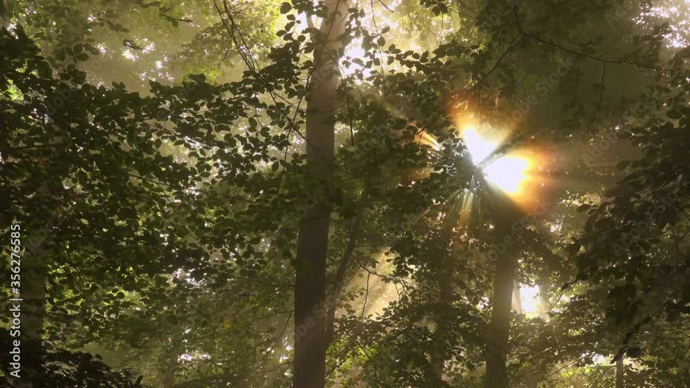 WS Trees in forest in sunlight/ Kastel-Staadt, Rhineland-Palatinate, Germany WS Trees in forest in sunlight/ Kastel-Staadt, Rhineland-Palatinate, Germany