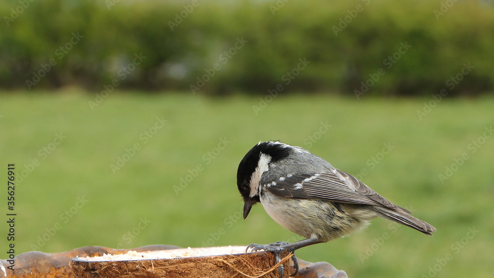 Naklejka premium Coal Tit feeding from a Coconut suet shell at bird table