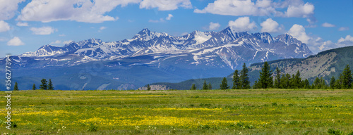 Flowering meadow and snow-capped peaks. Panoramic view of spring nature.