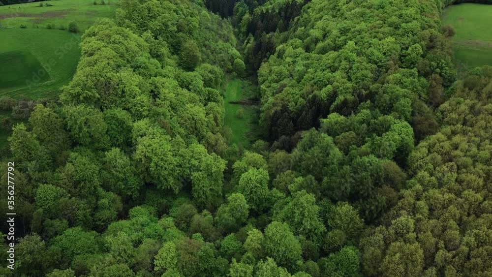 WS POV Lush foliage of forest in spring / Kastel-Staadt, Rhineland-Palatinate, Germany WS POV Lush foliage of forest in spring / Kastel-Staadt, Rhineland-Palatinate, Germany