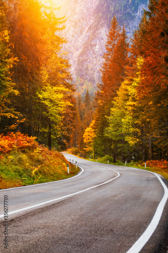View of winding road. Asphalt roads in the Italian Alps in South Tyrol  during autumn season. Autumn scene with curved road and yellow larches from both sides in alp forest. Dolomite Alps. Italy