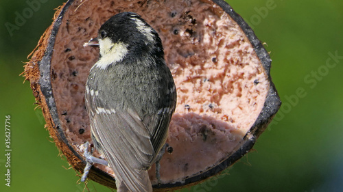 Coal Tit feeding from a Coconut suet shell at bird table