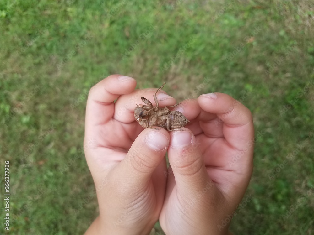 child hands holding a cicada skin