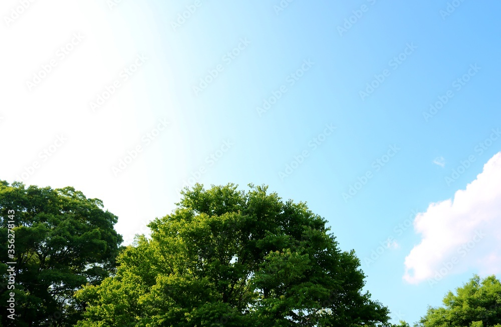 Obraz premium 新緑 青空 太陽光 風景 六月