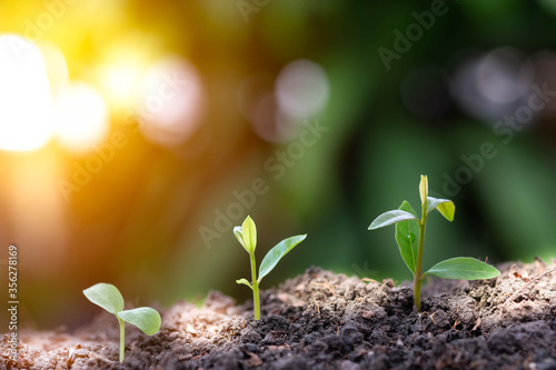 Agriculture and plant grow sequence with morning sunlight and dark green blur background. Germinating seedling grow step sprout growing from seed. Nature ecology and growth concept with copy space.