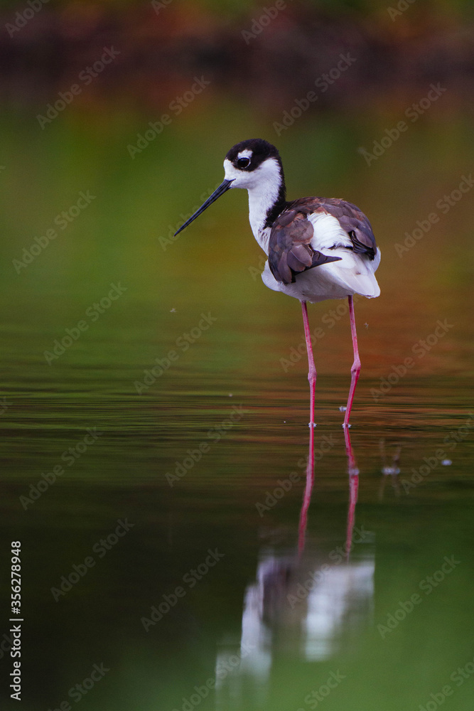 Fototapeta premium Black-necked stilt