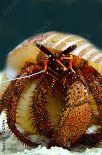 Close-up Of Hermit Crab