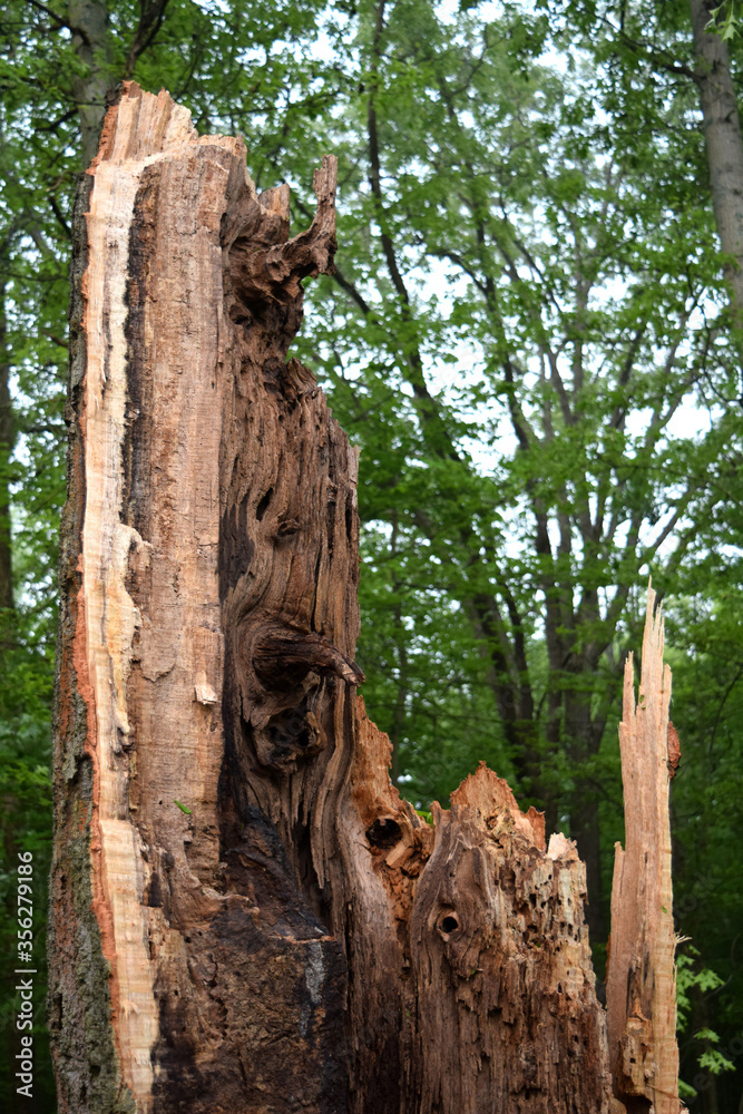Termite damaged wood tree background Termite damaged wood tree background