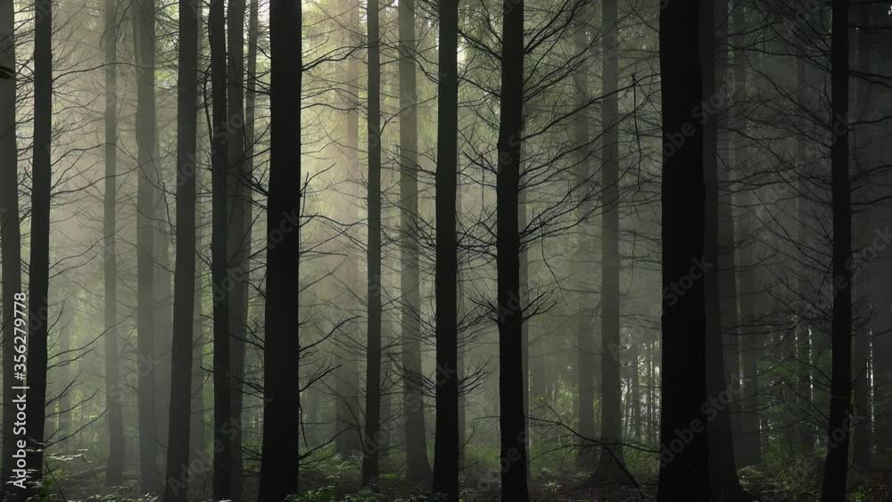 WS PAN Trees in forest / Kastel-Staadt, Rhineland-Palatinate, Germany