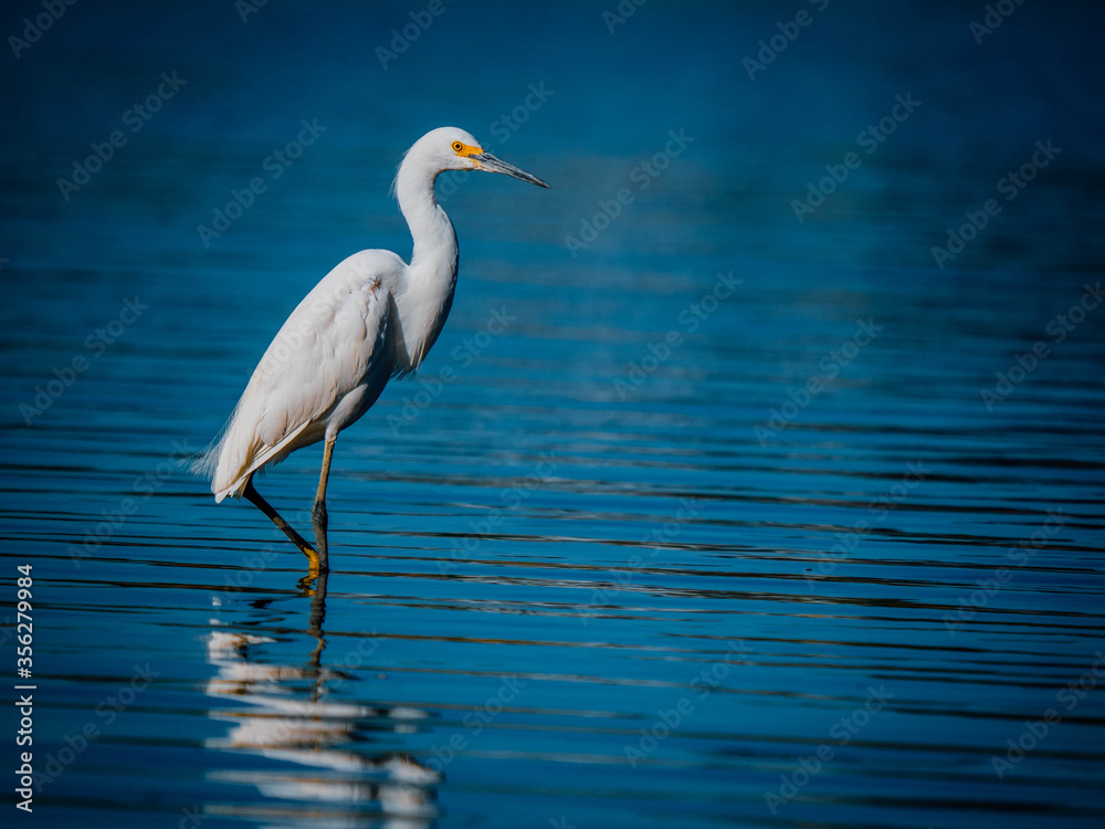 Great Snowy Egret Great Snowy Egret