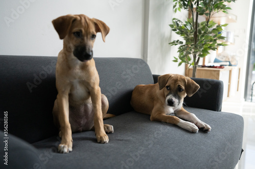 Two Puppies on a Couch