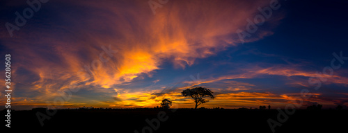 Panorama silhouette tree in africa with sunset.Dark tree on open field dramatic sunrise.Beautiful evening clouds sky.