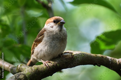 Young Tree sparrow (Passer montanus) sitting in the branches of a tree. Czechia. Europe.