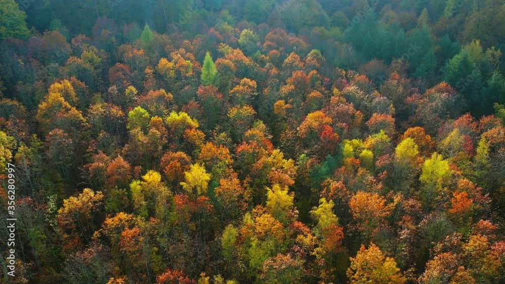 AERIAL WS Colorful trees in autumn forest / Kastel-Staadt, Rhineland-Palatinate, Germany