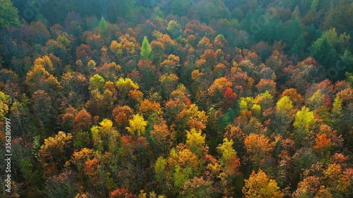 AERIAL WS Colorful trees in autumn forest / Kastel-Staadt, Rhineland-Palatinate, Germany