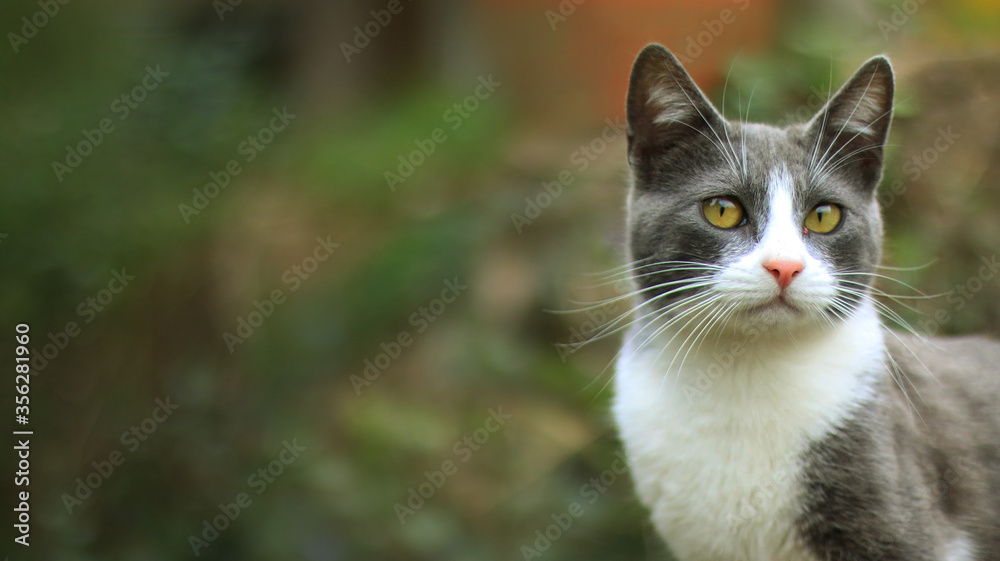 Adorable gatito gris y blanco mirando atento hacia la derecha de la imagen, sobre un fondo de vegetación desenfocada Adorable gatito gris y blanco mirando atento hacia la derecha de la imagen, sobre un fondo de vegetación desenfocada