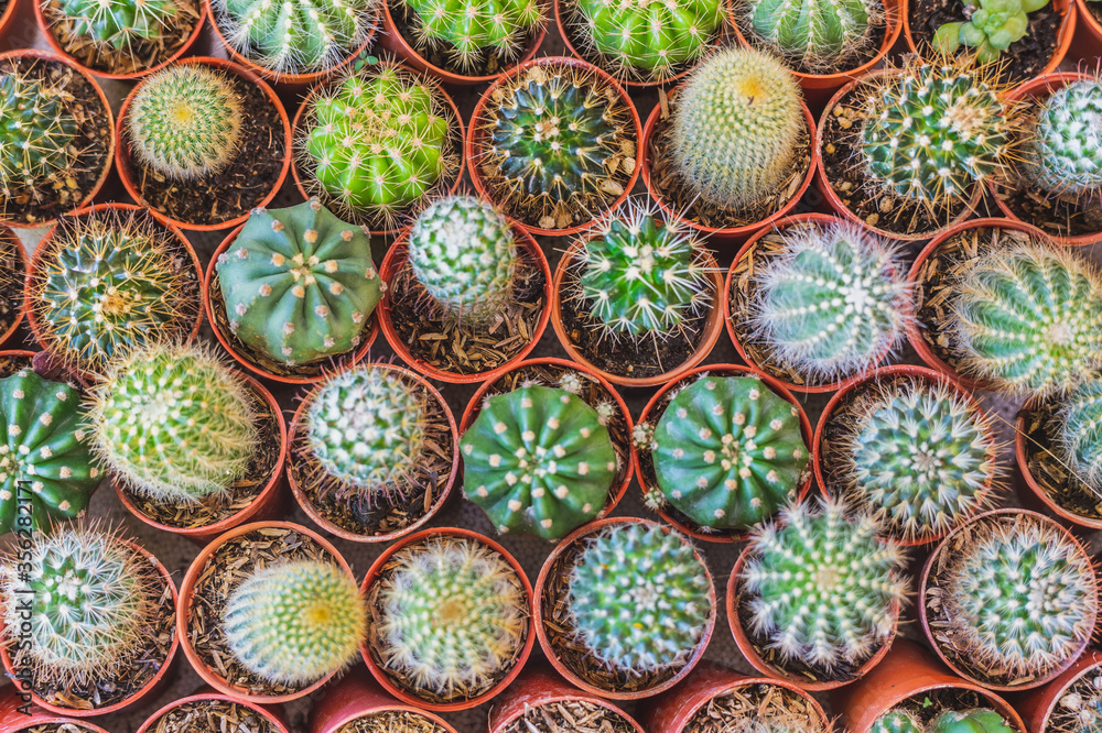 Top view of many cactus. Top view of many cactus.