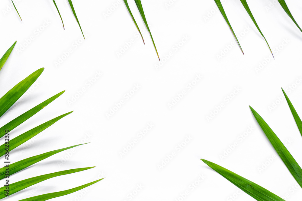 Fototapeta premium Top view palm leaf frame on white paper background with copy space 