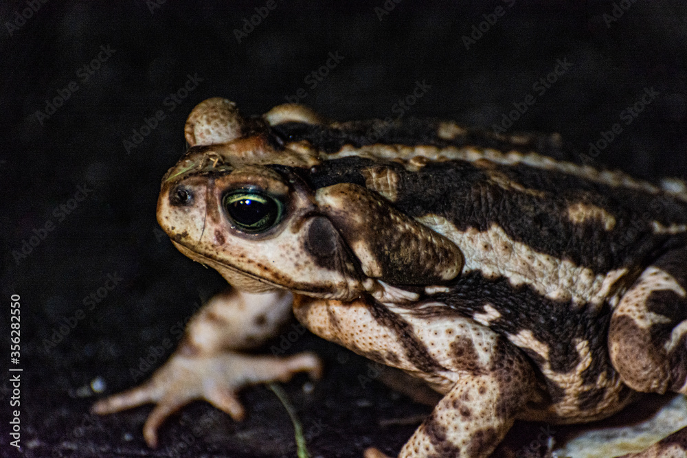 Fototapeta premium frog on a stone