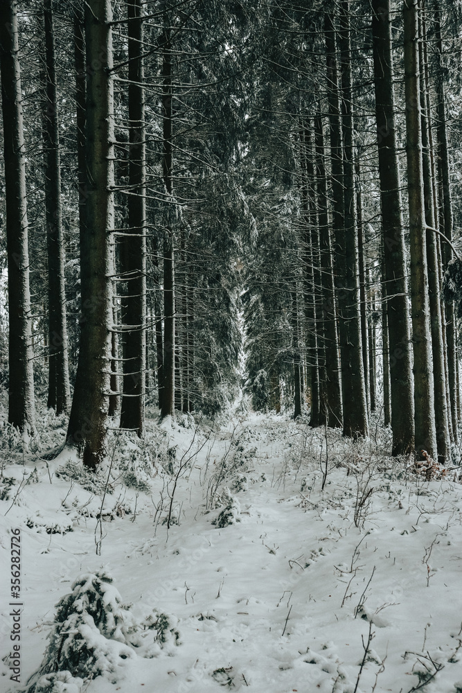Fototapeta premium Black forest Germany