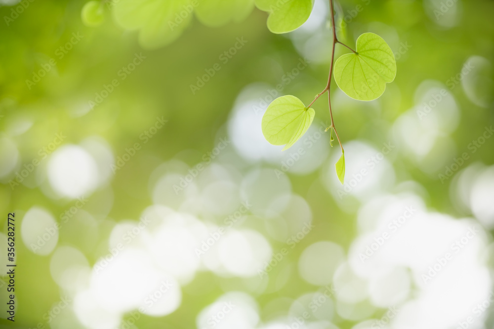 Closeup beautiful attractive nature view of green leaf on blurred greenery background in garden with copy space using as background natural green plants landscape, ecology, fresh wallpaper concept. Closeup beautiful attractive nature view of green leaf on blurred greenery background in garden with copy space using as background natural green plants landscape, ecology, fresh wallpaper concept.