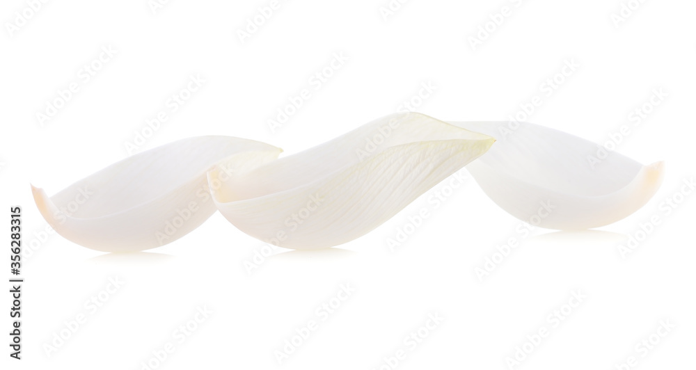 petal lotus isolated on white background petal lotus isolated on white background