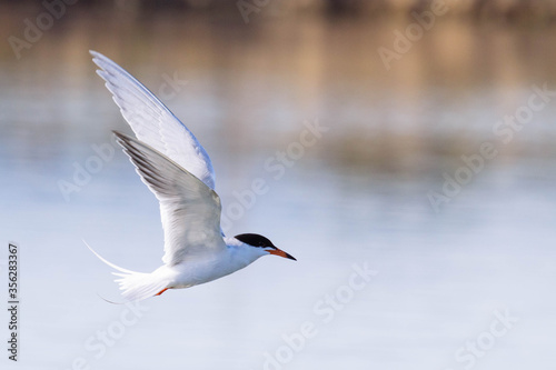 Common Tern