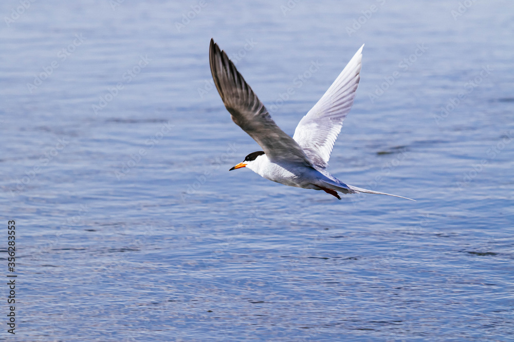 Common Tern Common Tern