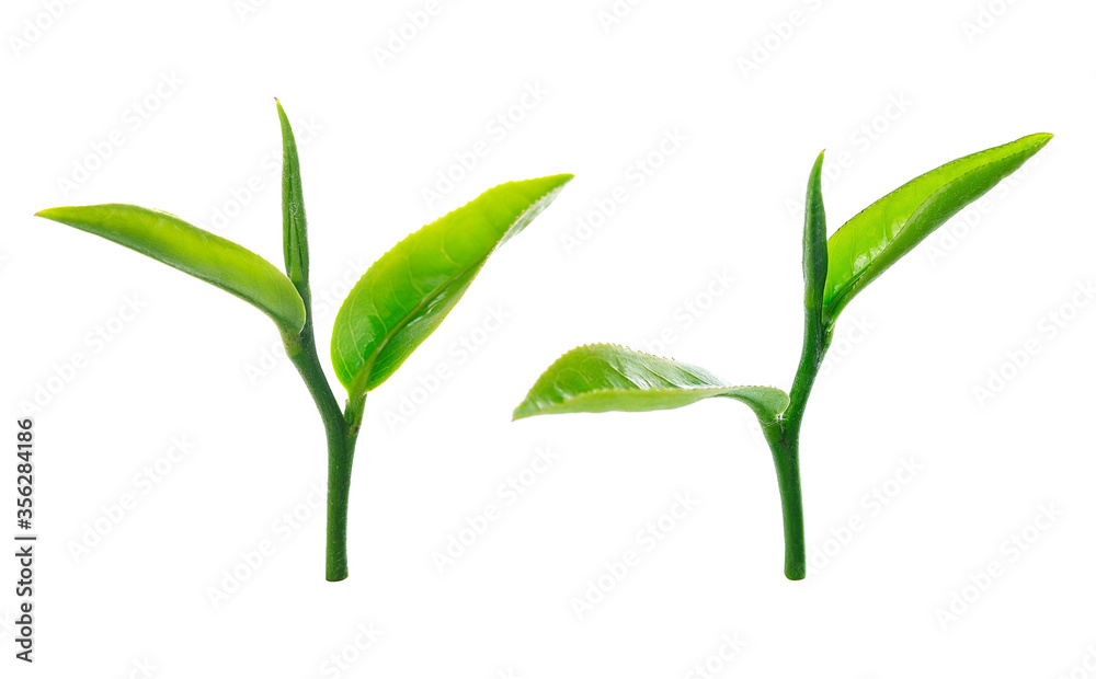 Green tea leaf isolated on white Green tea leaf isolated on white