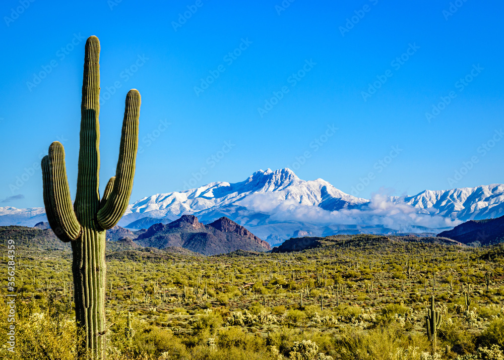 Saguaro cactus in front of a snow covered desert mountain