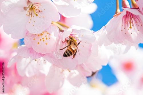 蜜蜂と満開の桜