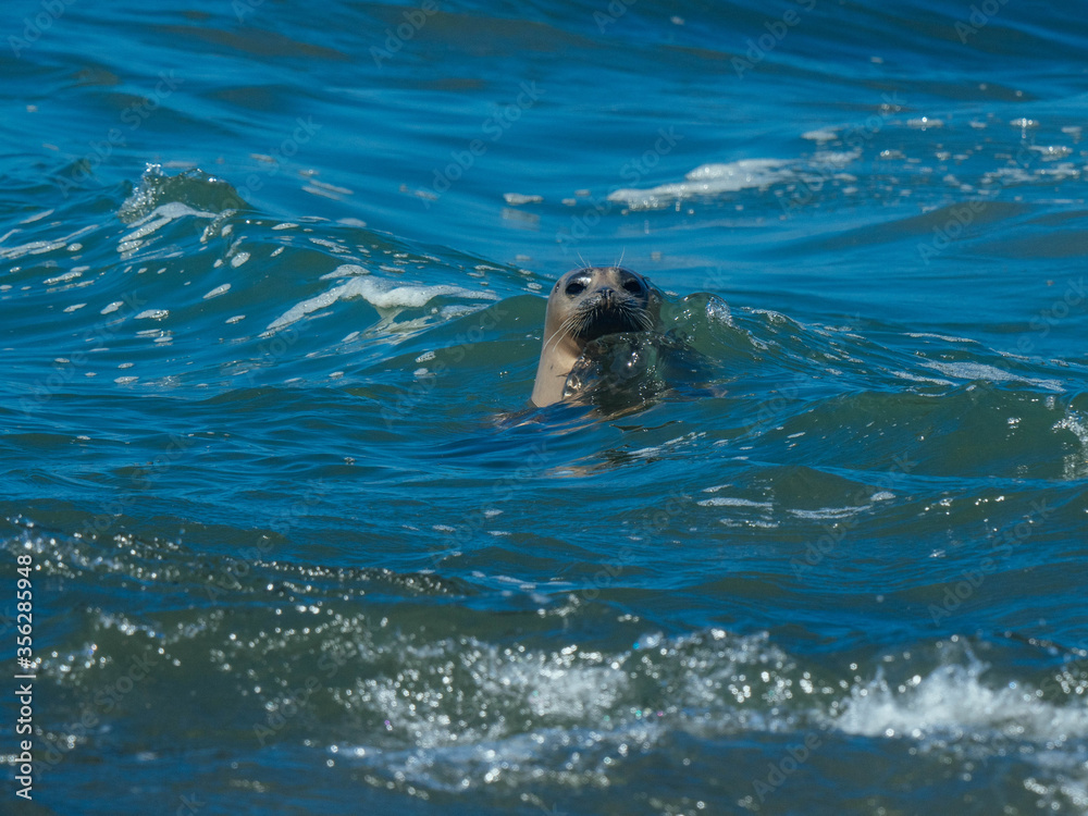 Obraz premium Harbor Seals Swimming