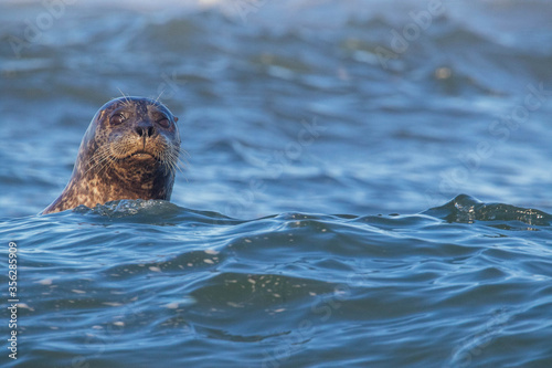 Harbor Seals Swimming