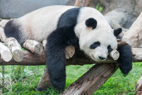 A sleeping giant panda bear