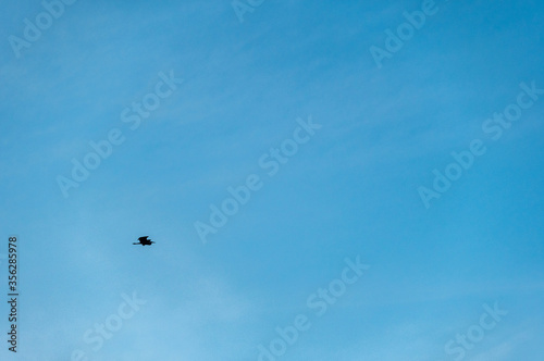 Heron Flight in Minimalistic Blue Sky Background