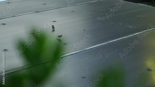 Two little birds feeding on the rooftop during gloomy cloudy day 4k 30fps