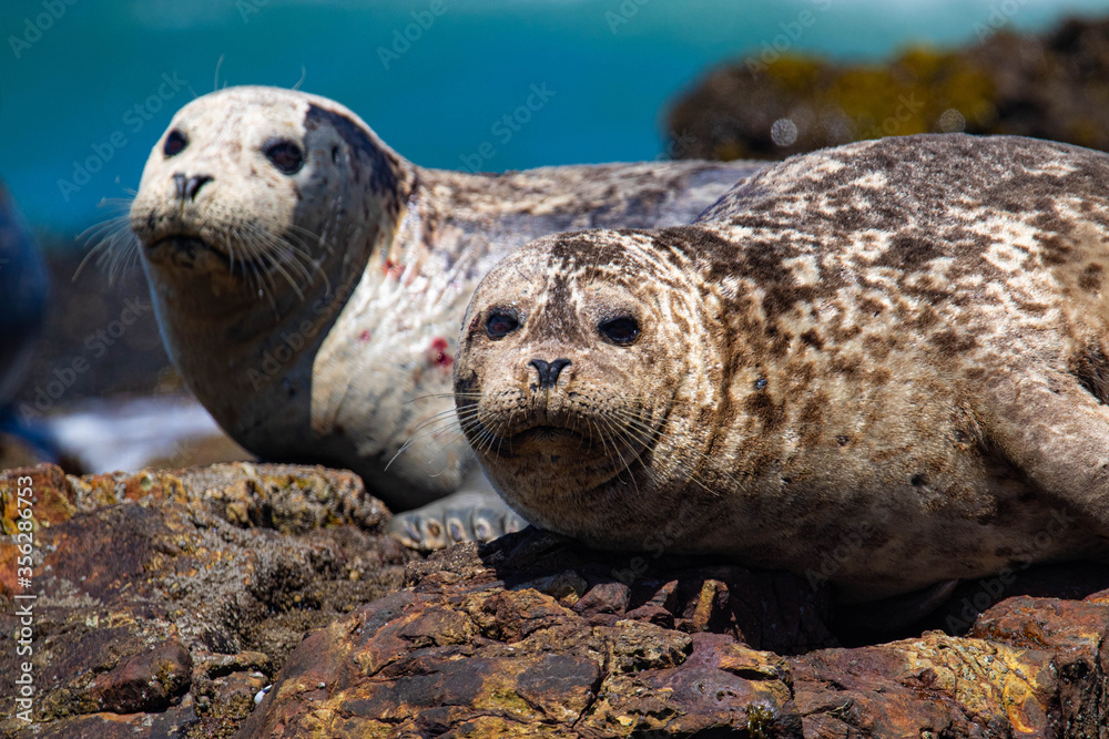 Naklejka premium Harbor Seals