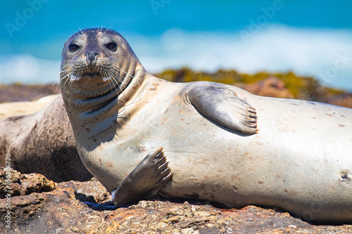 Harbor Seals