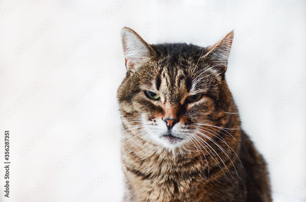  Close-up of an adult tabby cat black brown and gray portrait sitting on a white background. Place under the text. Pet care.