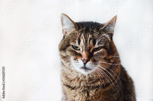  Close-up of an adult tabby cat black brown and gray portrait sitting on a white background. Place under the text. Pet care. © Александра Вишнева