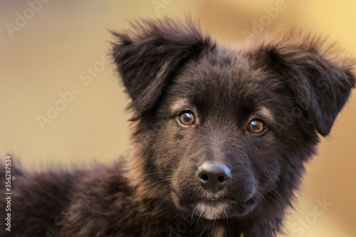 Hermoso cachorrito pastor de color negro con algunas manchas café, mirando hacia la cámara photo