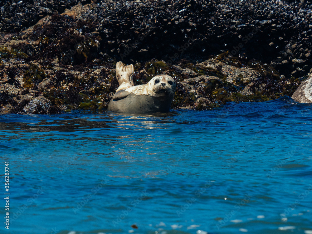 Fototapeta premium Harbor Seals