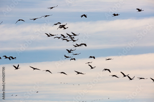 Flock of cranes flying © JackF