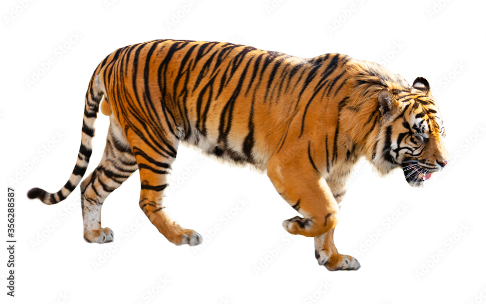 Obraz premium Great tiger in the nature habitat
