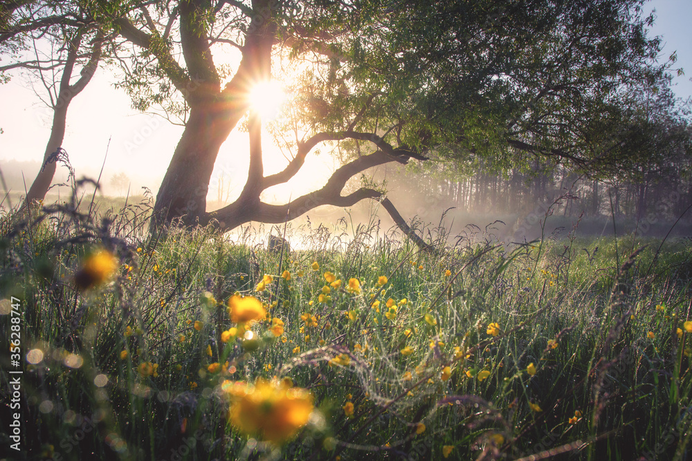 Beautiful scenery. Summer. Tree on meadow wirh yellow flowers. Sunshine lightes in tree branches.