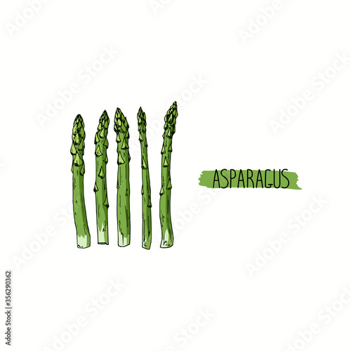 Hand drawn sketch style green Asparagus set. Color illustration. 