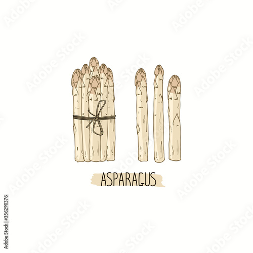 Hand drawn sketch style white Asparagus  set. Bundle of white Asparagus. Color illustration. 