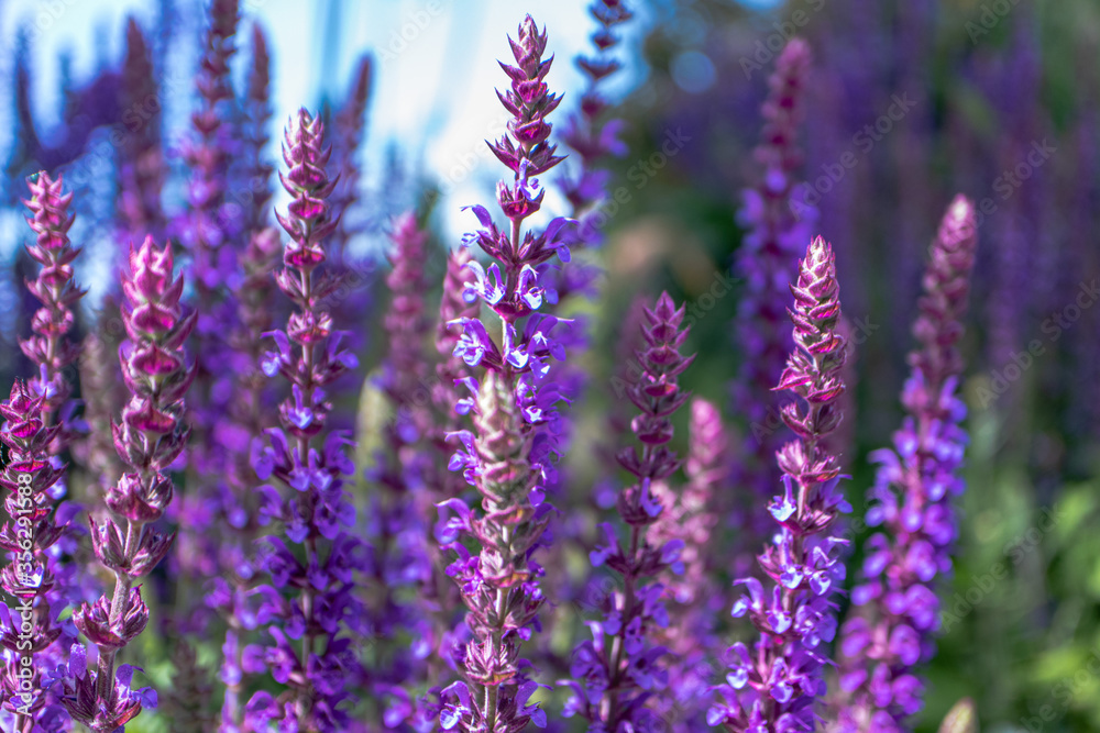 lavender flowers in the garden lavender flowers in the garden