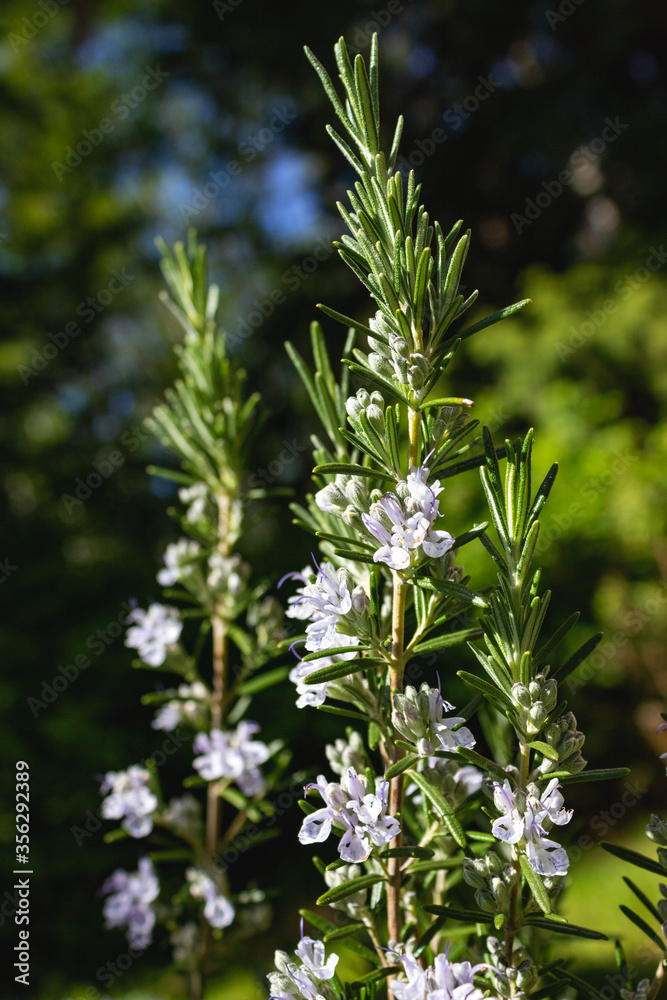 A rosemary bush plant with white flower blossoms is illuminated by the morning sun in Northern Gulf Islands, British Columbia, Canada.